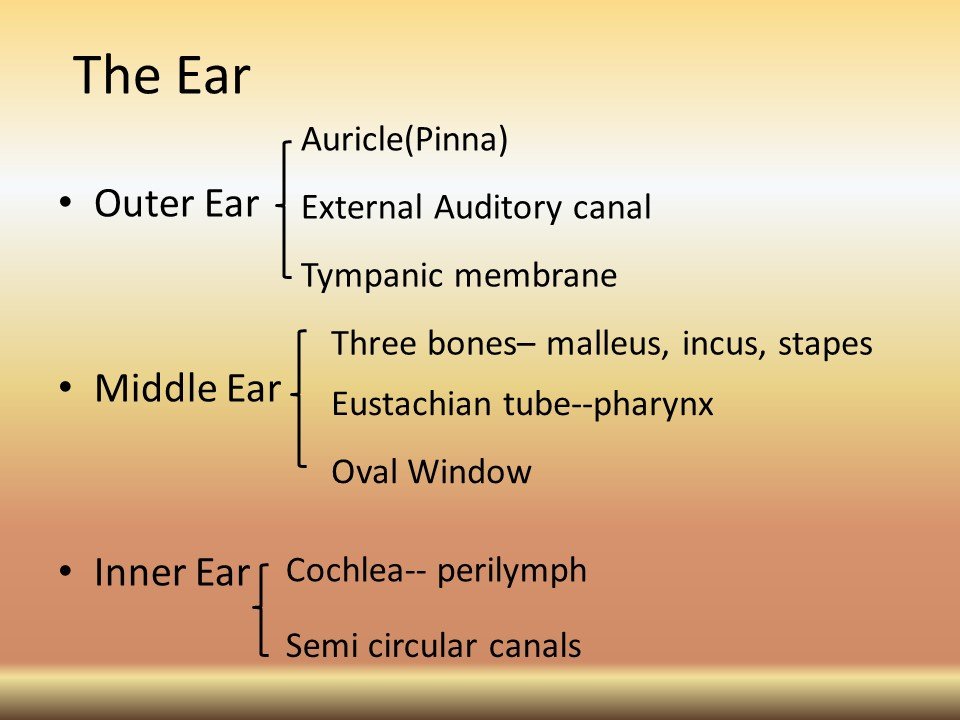 Ear Ear