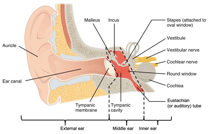 Ear Anatomy Ear Anatomy