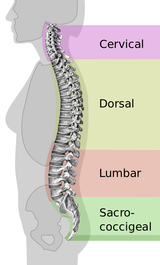 Spinal_column Spinal_column