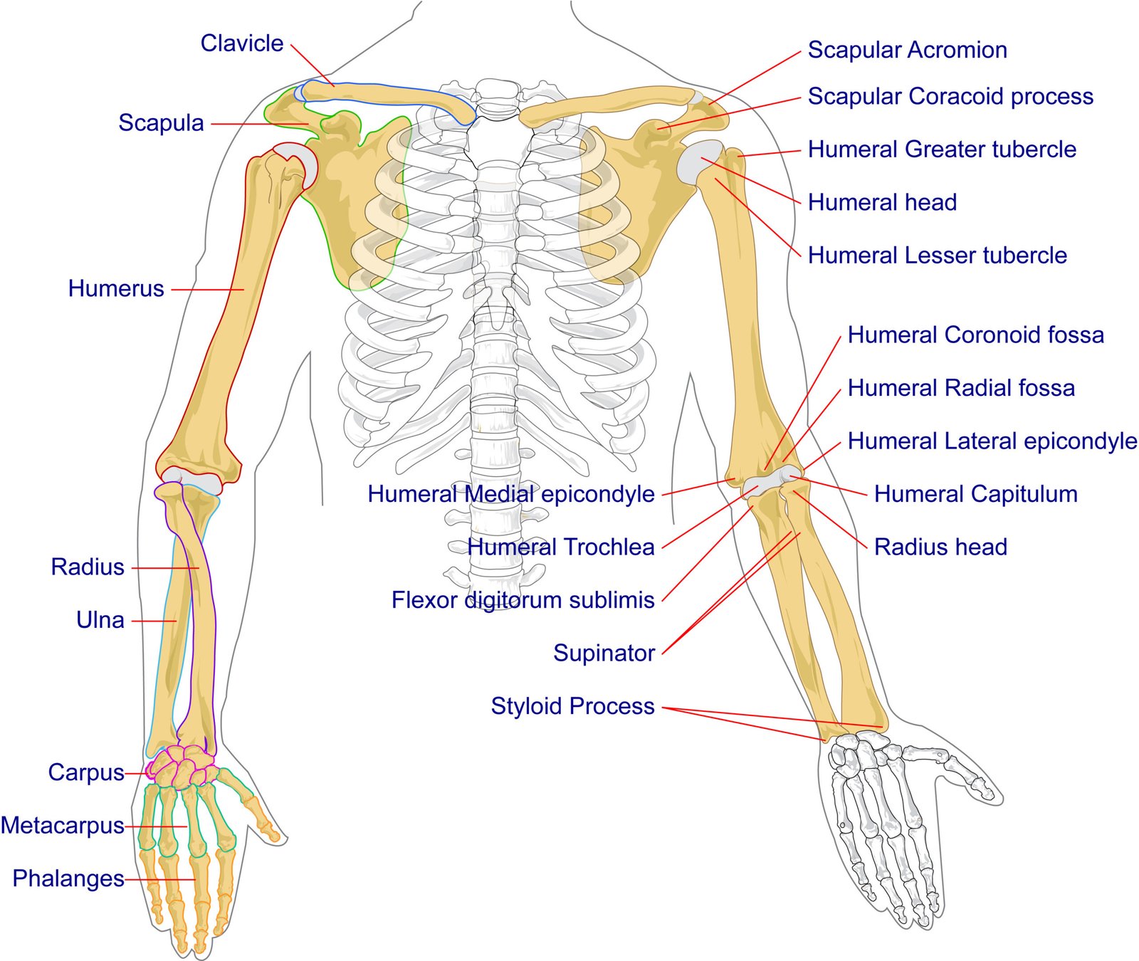 Human_arm_bones Human_arm_bones