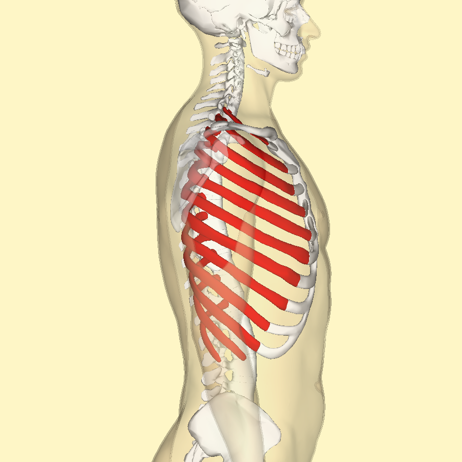 Ribs_lateral Ribs_lateral