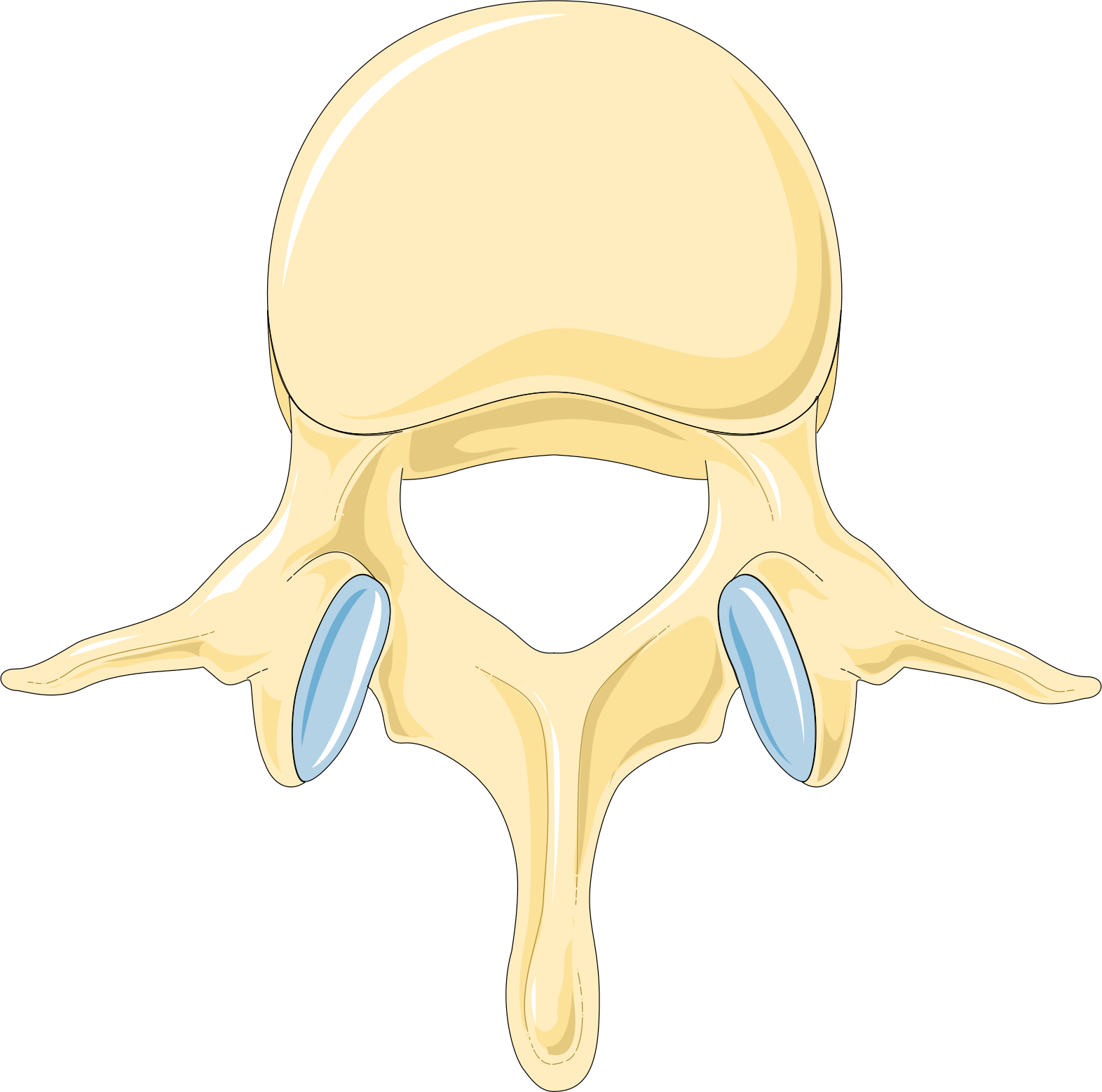 Vertebra_3 Vertebra_3