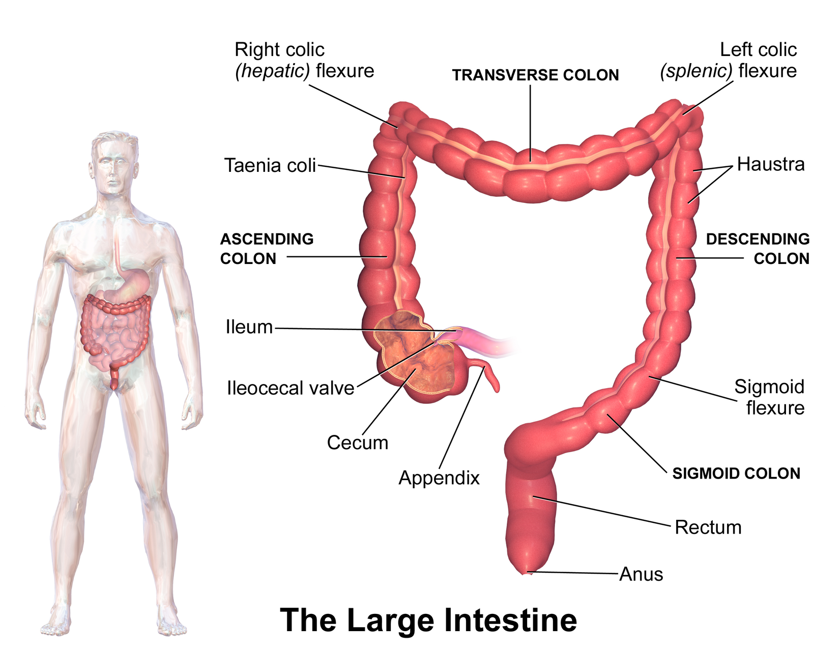Large Intestine 大肠 Large Intestine 大肠