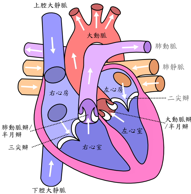 Diagram_of_the_human_heart_心脏 Diagram_of_the_human_heart_心脏