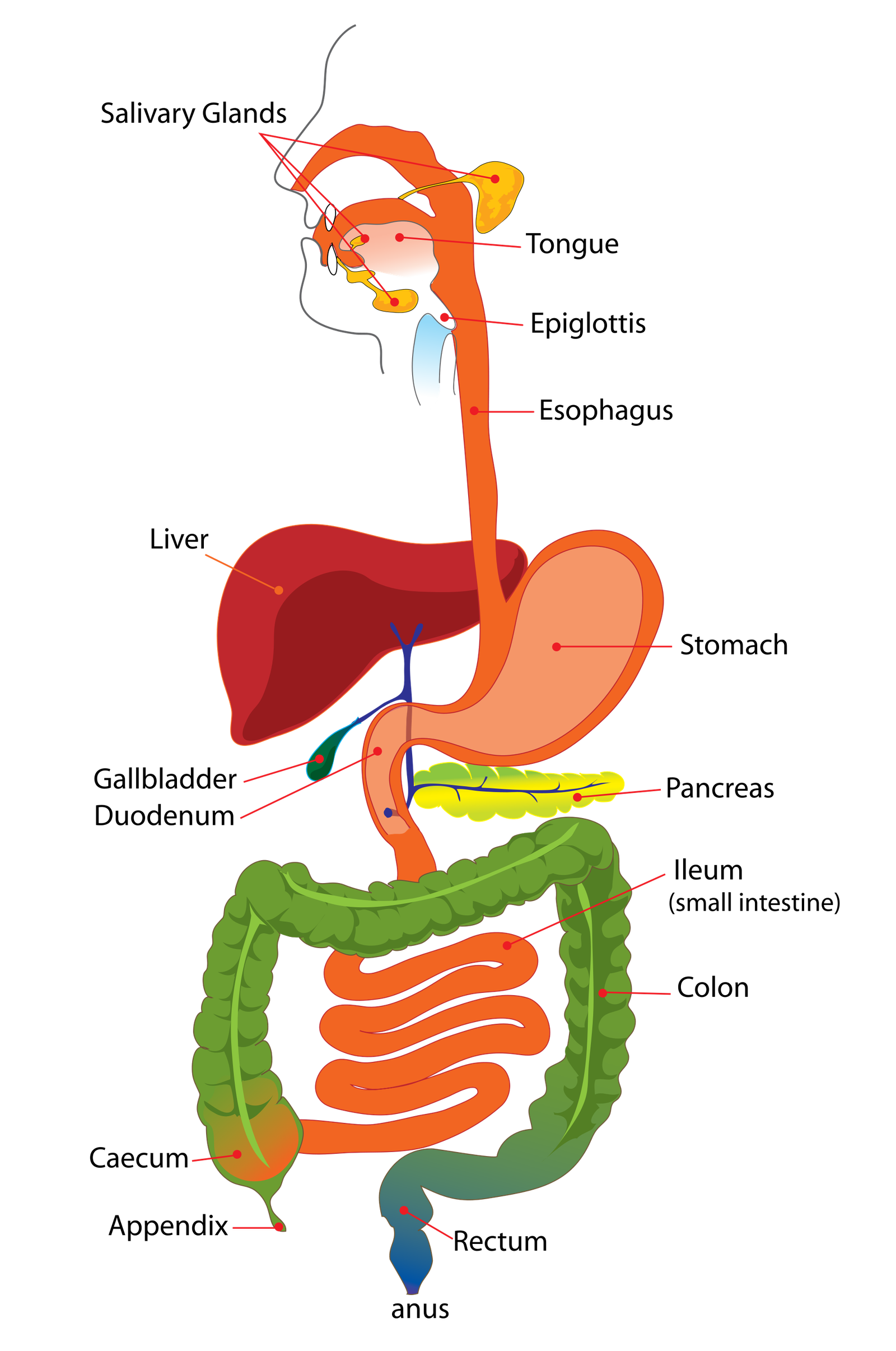 Digestive-system-消化系统 Digestive-system-消化系统