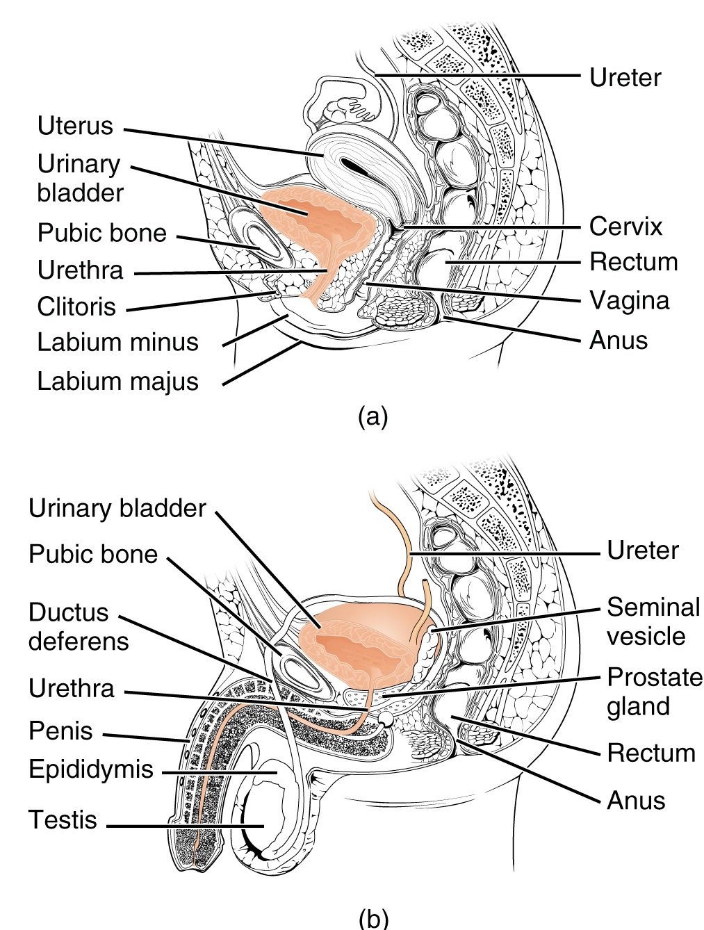 Female_and_Male_Urethra 尿道 Female_and_Male_Urethra 尿道