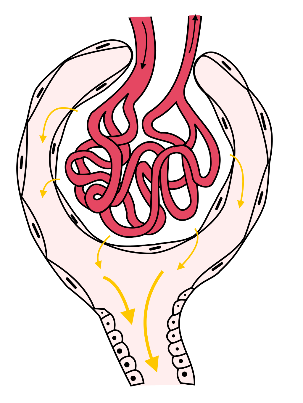 Structure_of_glomerulus 肾小球 Structure_of_glomerulus 肾小球