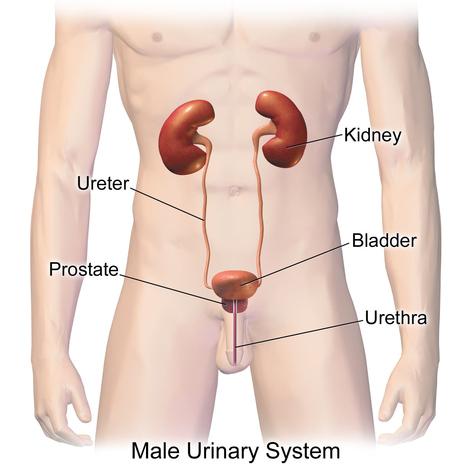 Urinary_System_(Male) 泌尿系统 Urinary_System_(Male) 泌尿系统